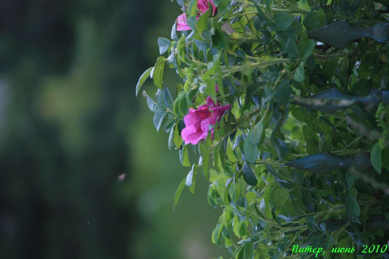 Питер 2010 г. Улица, люди, жизнь…