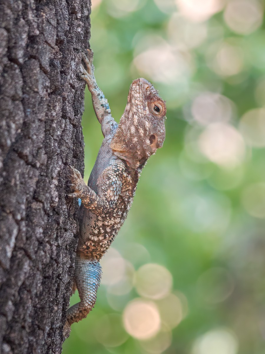 Древесная агама