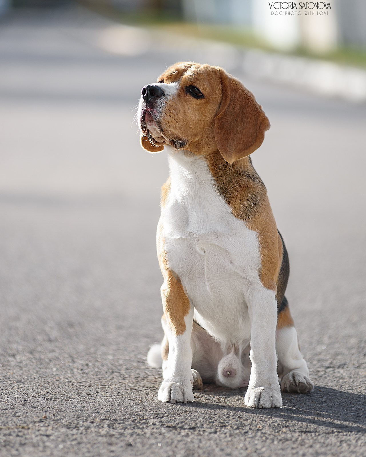 Бигль 05.10.2023. Фотограф анималист Благовещенск. Сафонова Виктория