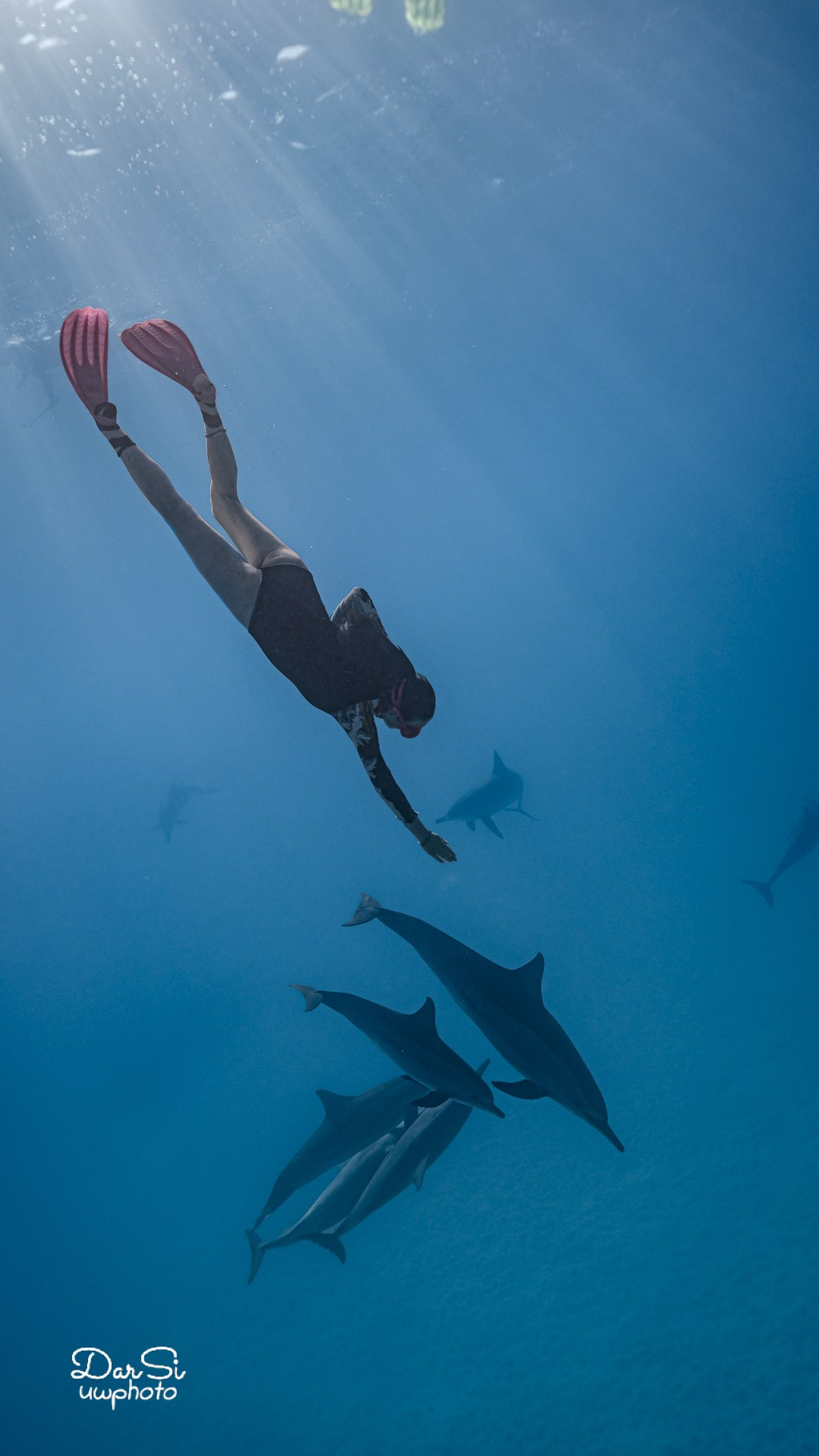 Фотосессия с дельфинами. Underwater Photographer in the Philippines — Daria Sinitsina