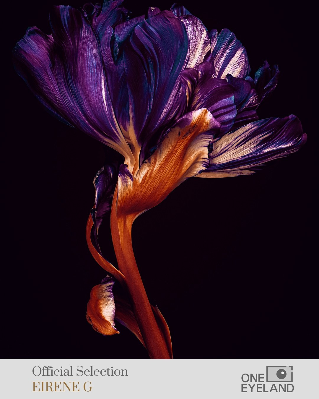 ONEEYELAND GALLERY. Eirene G |  Photoartist | Flowers from my garden