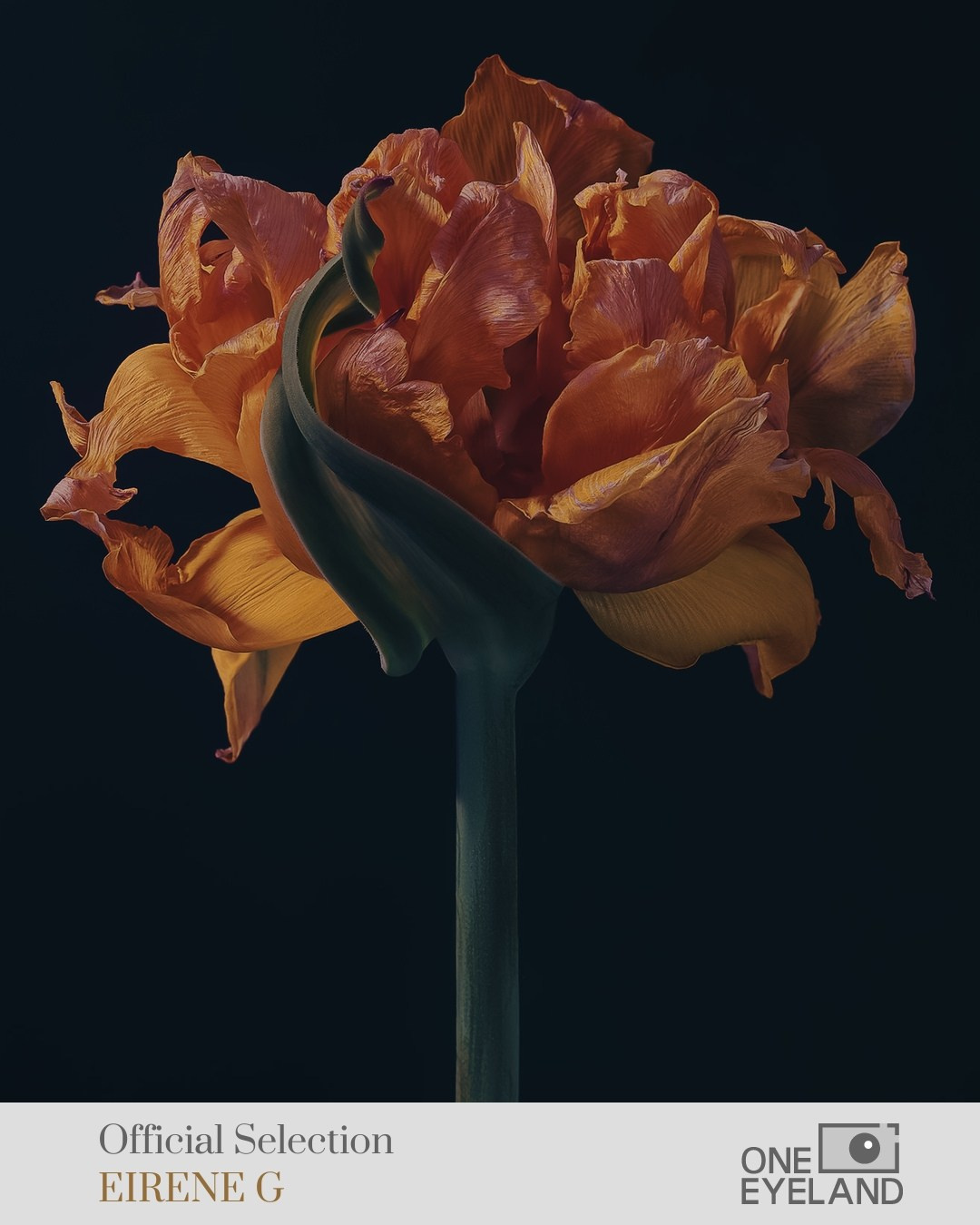 ONEEYELAND GALLERY. Eirene G |  Photoartist | Flowers from my garden