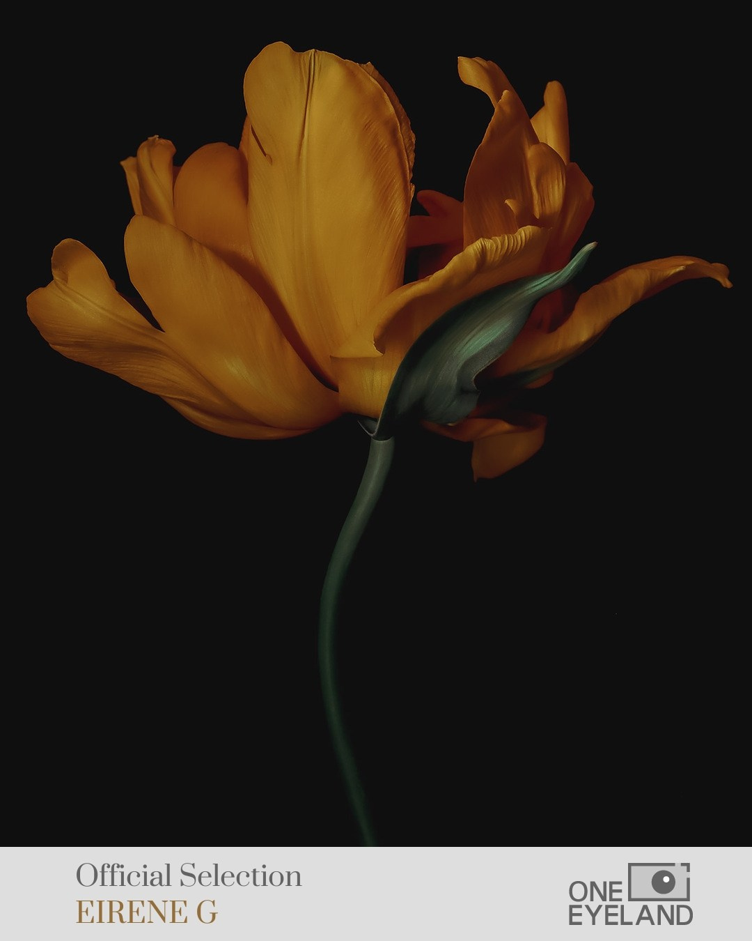 ONEEYELAND GALLERY. Eirene G |  Photoartist | Flowers from my garden