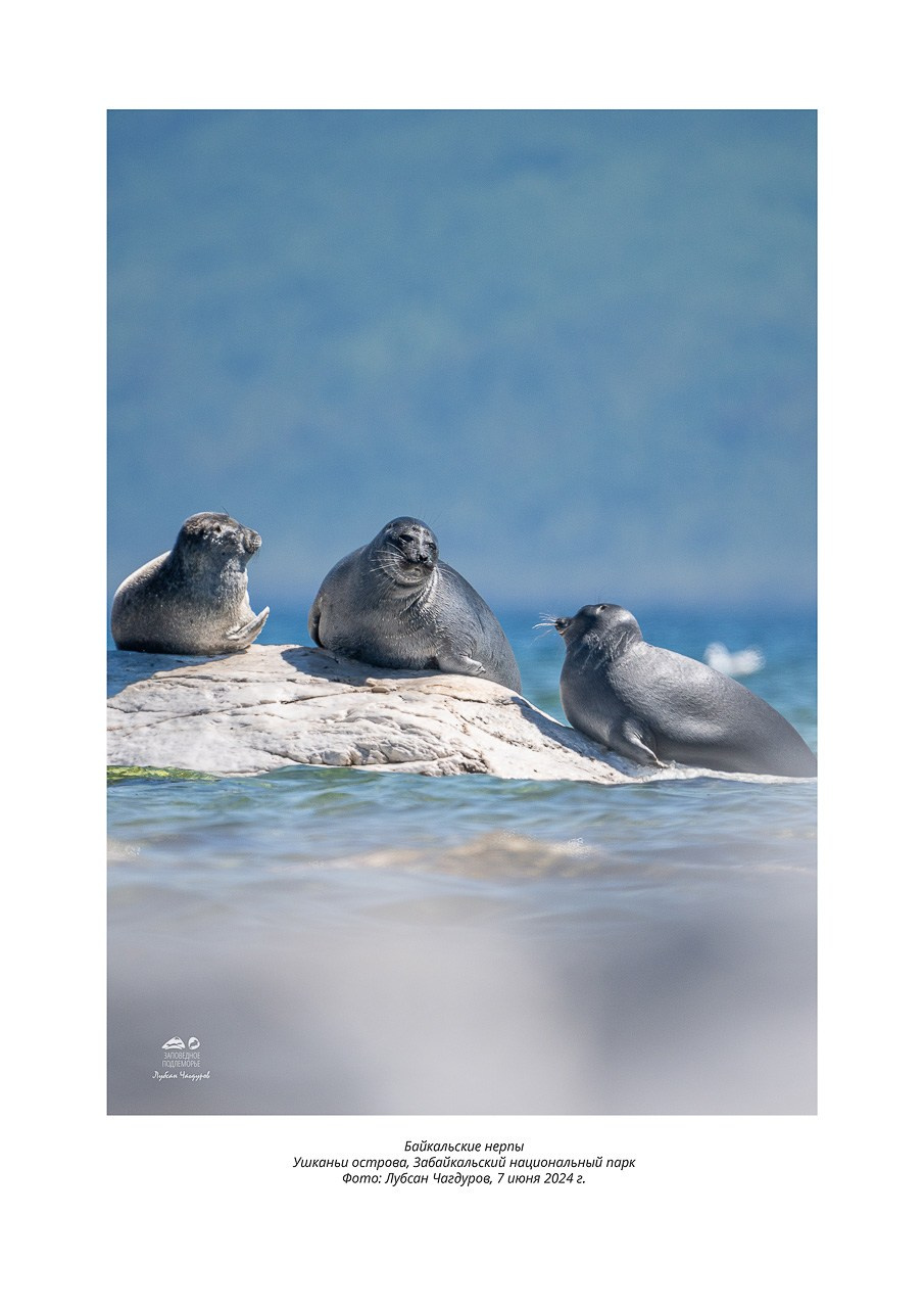 Фотовыставка «Дети природы». Фотограф Лубсан Чагдуров