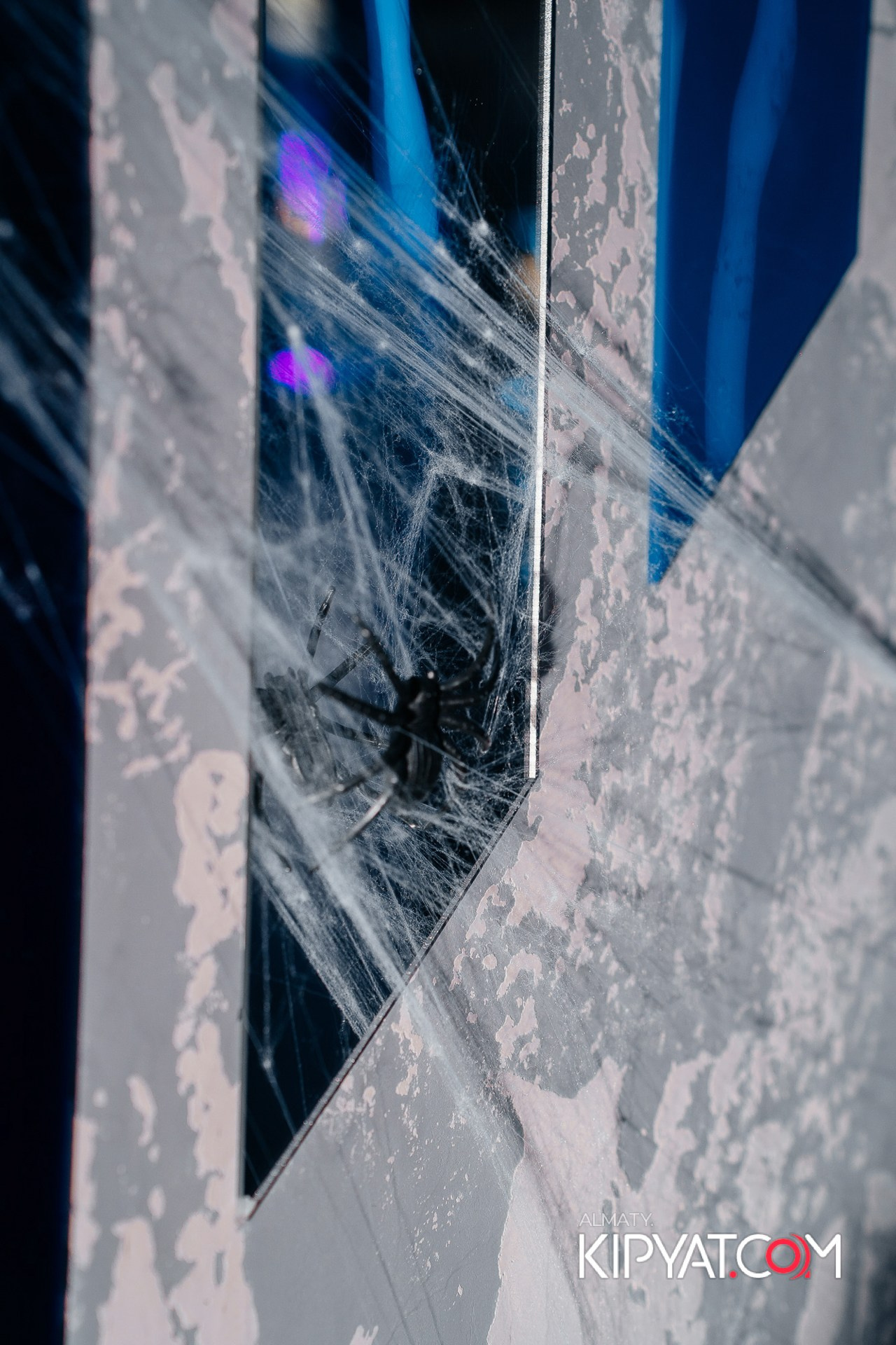 УХО И МЕДВЕДЬ НА ГАГАРИНА. КИПЯТКОМ АЛМАТЫ!