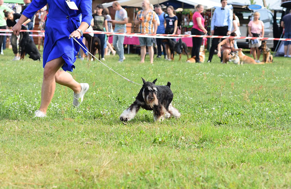 Оскар/Delinso Balance Zaffiro. Питомник цвергшнауцеров в Беларуси «Делинсо Бэлэнс»