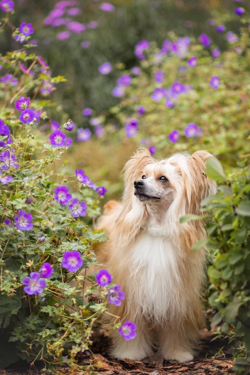 Poale Ell Veles. Chinese Crested Dog Kennel Poale Ell