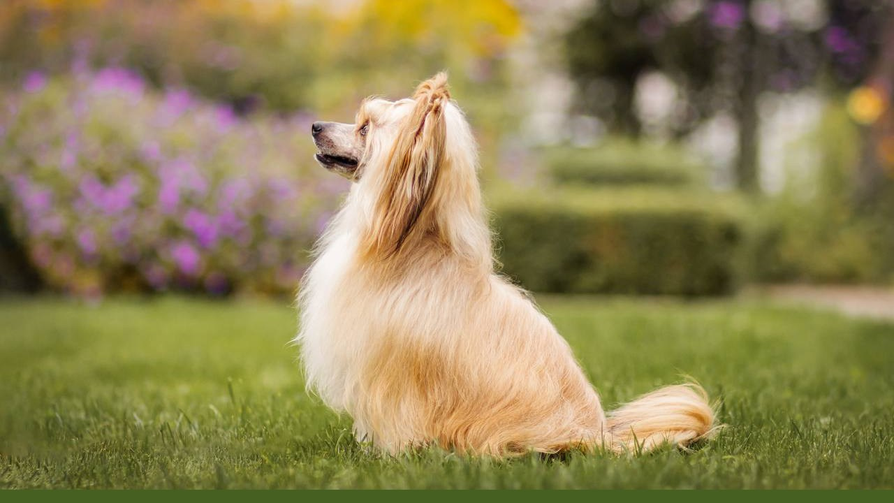 Poale Ell Veles. Poale Ell Chinese Crested Dog Kennel: Buy a puppy from the kennel