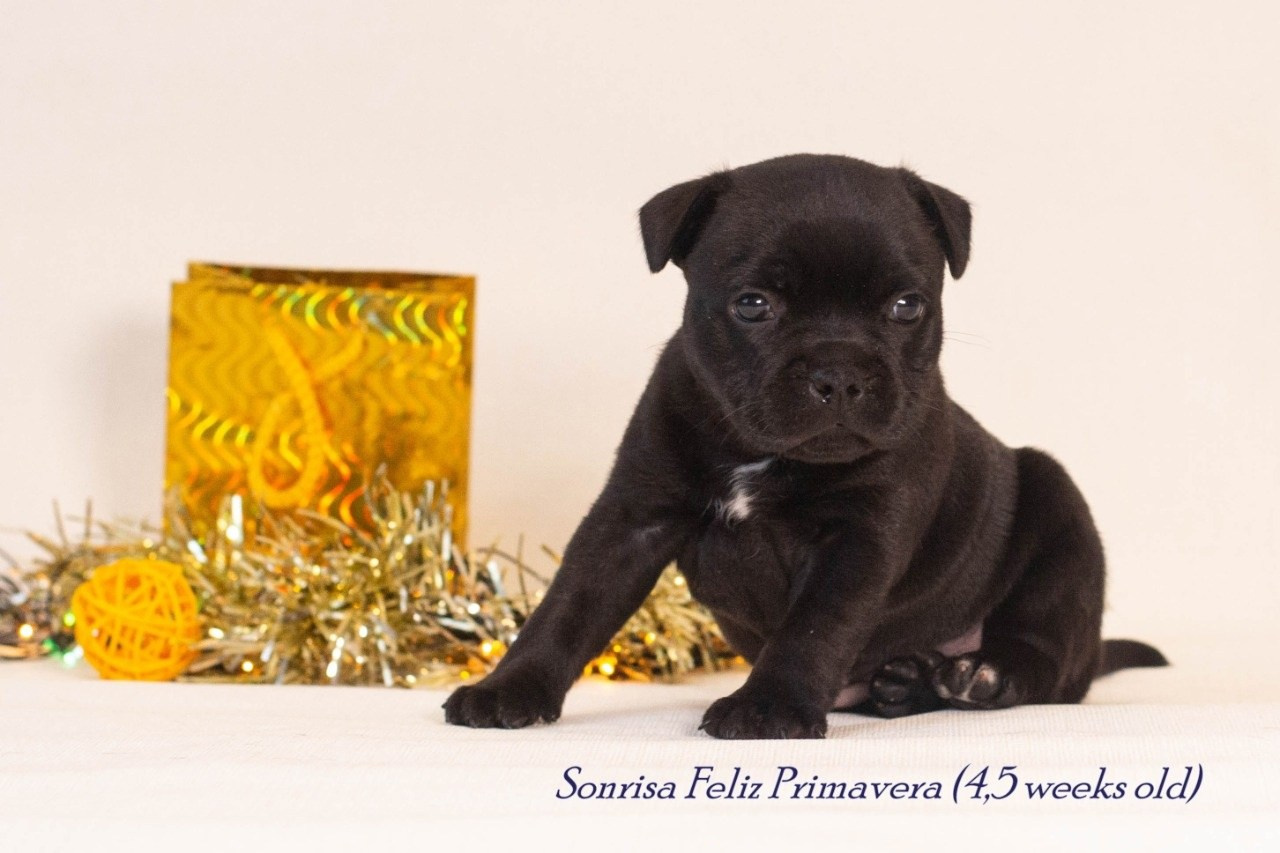 Тсахик. BLGKV питомник собак