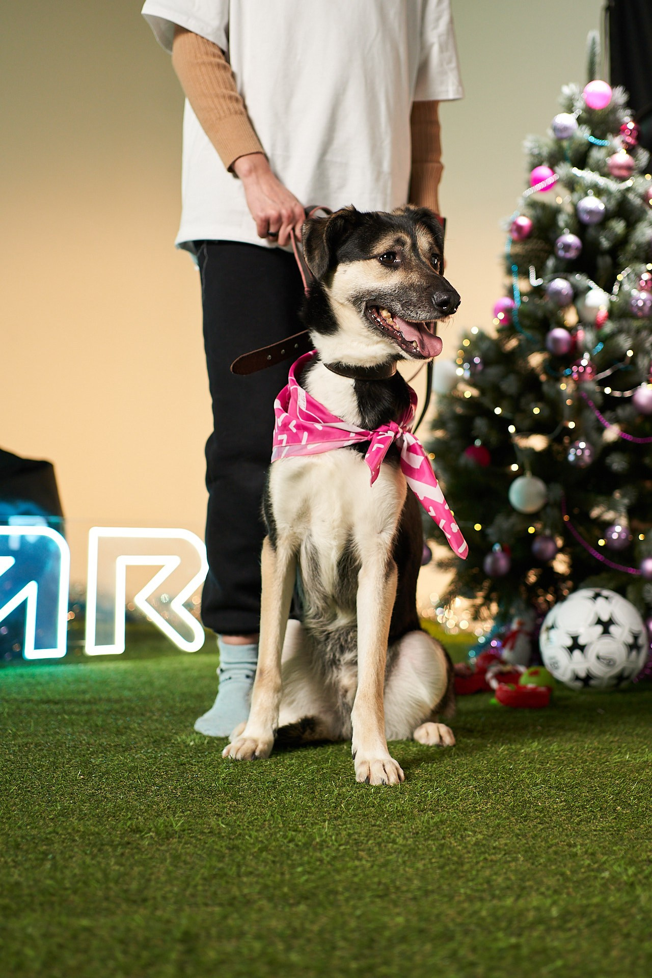 Проект «Андердоги» для коллаборации Фонда «Рэй», Sports.ru, Пари. Фотограф анималист Москва Дарья