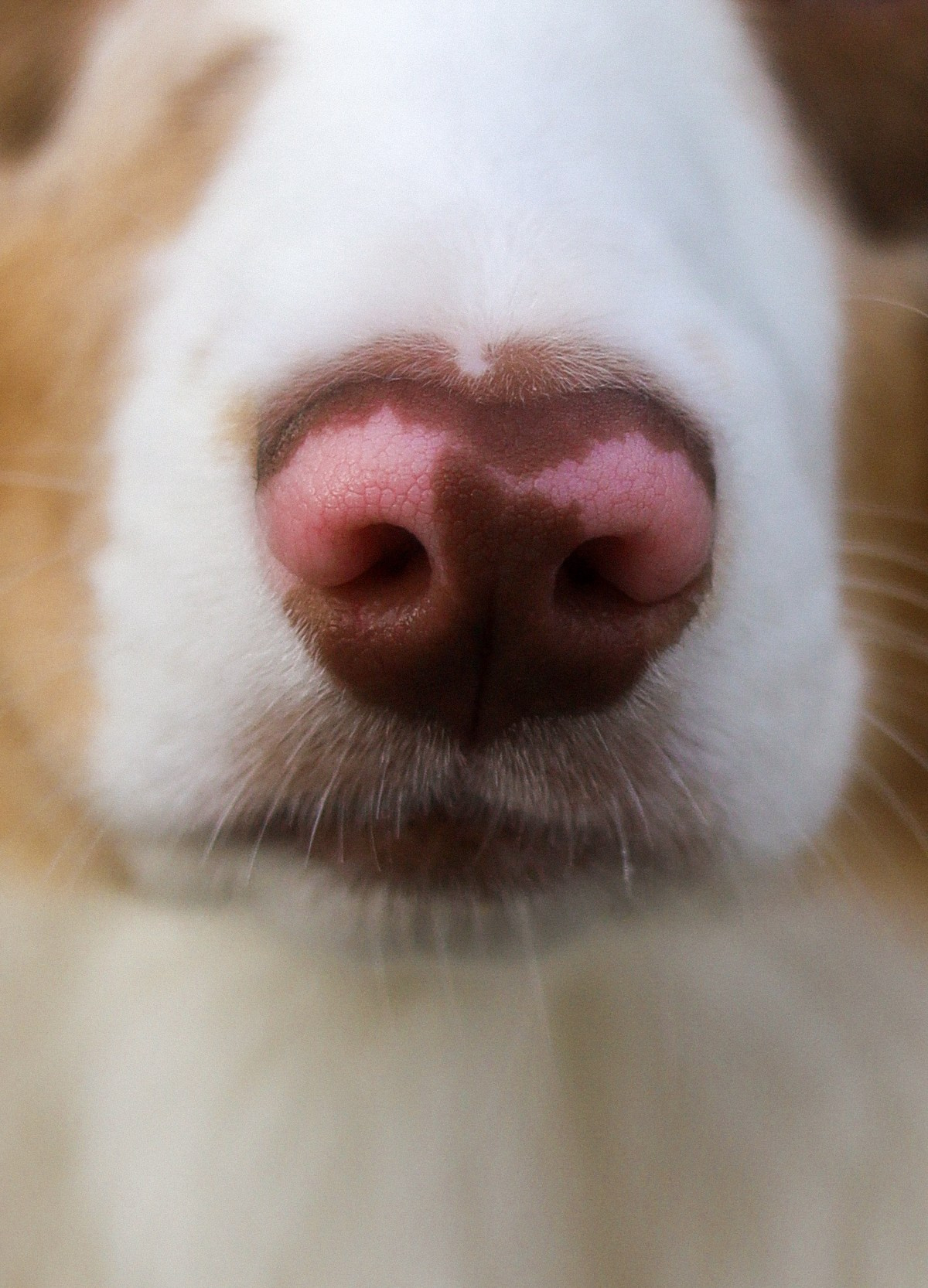 Бри и Яна. Фотограф-анималист Ксения Шевцова|Москва