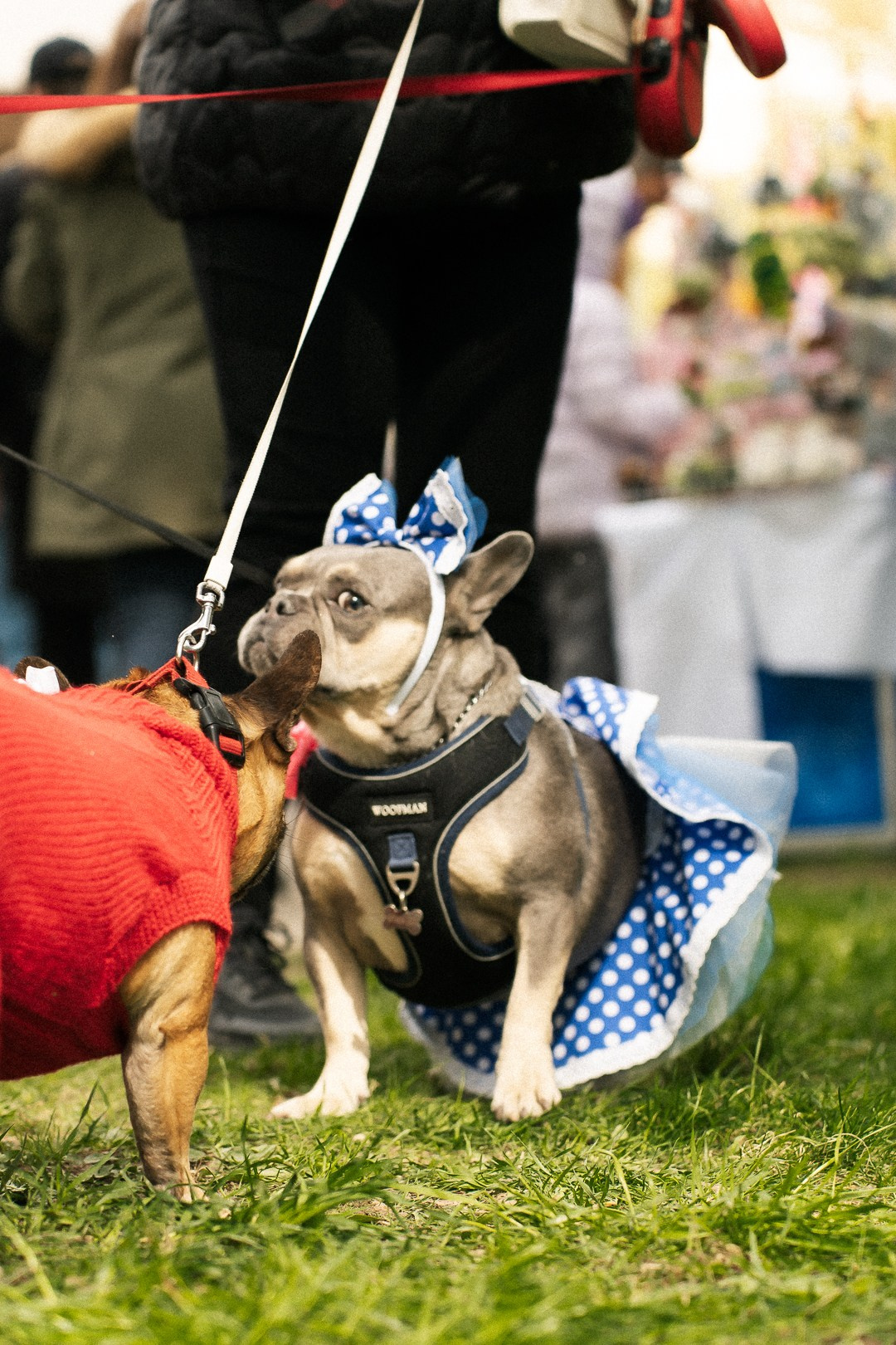 Парад Бульдогов. Axenov_eugene