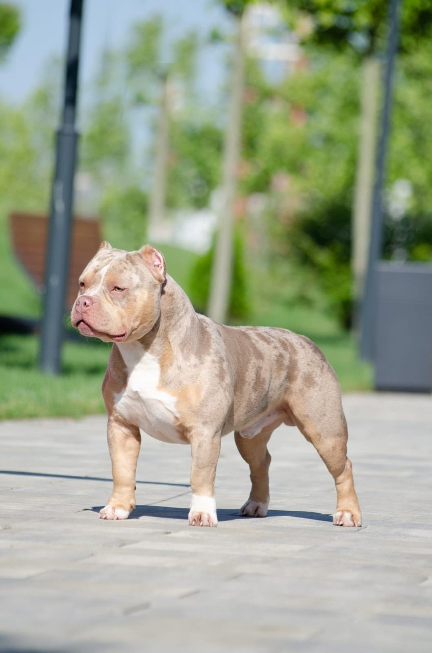 марлевый булли в стойке из Краснодара 