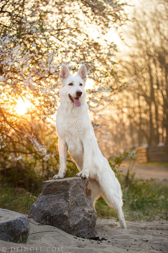 Съёмки собак на природе. Фотограф-анималист Natalia Deingel | Фотосъемка собак в Москве