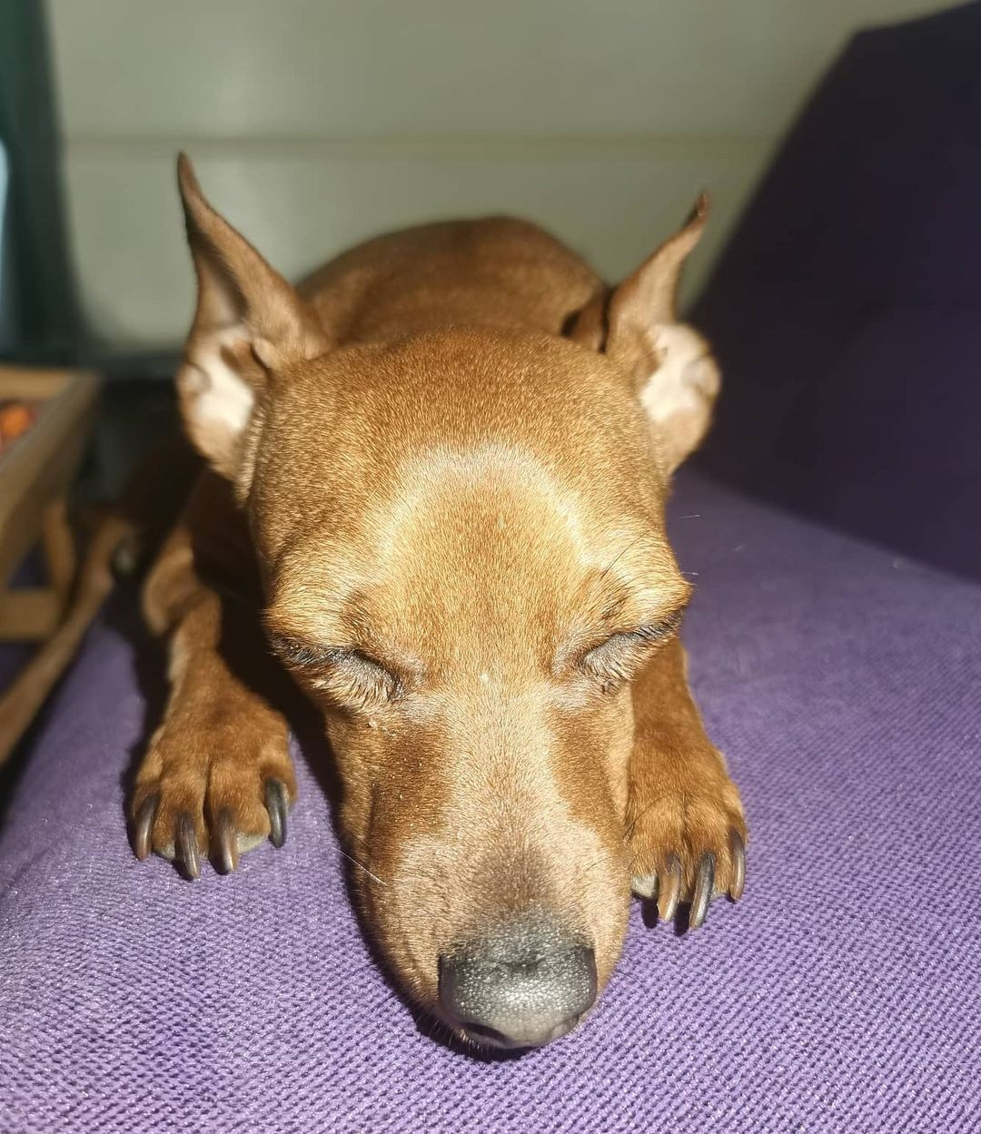 Anka`s Instagram. Заставка