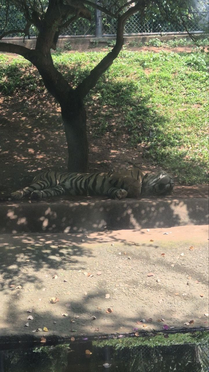 Шри-Ланка | 31.01 — 10.02.2025. Галерея Фантим