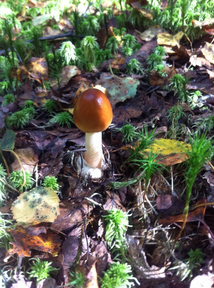 Деревенский выезд 2 | 26-28.08.2016. Галерея Фантим