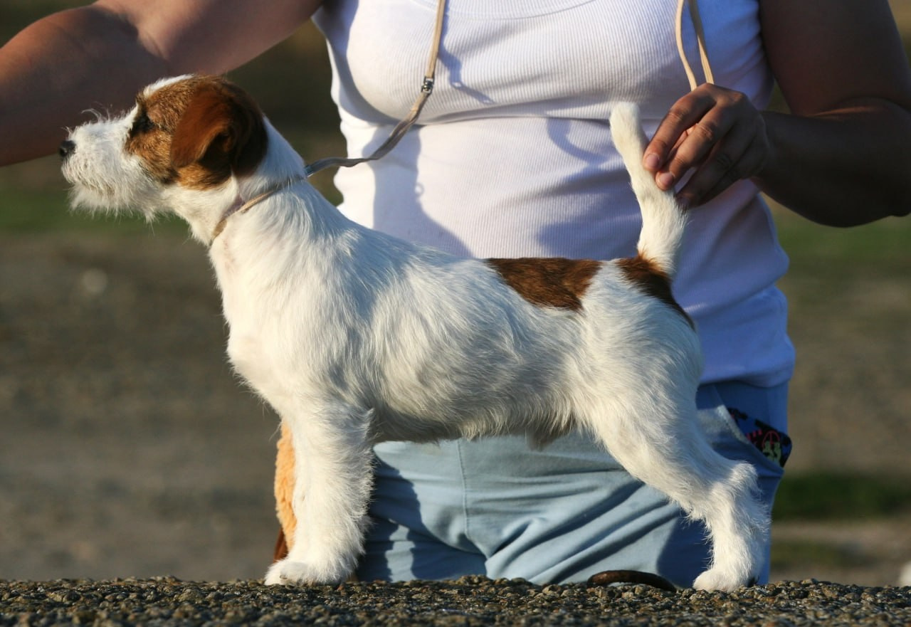 Port Fortis Amore Mio. Lovely-Orange питомник джек рассел терьеров