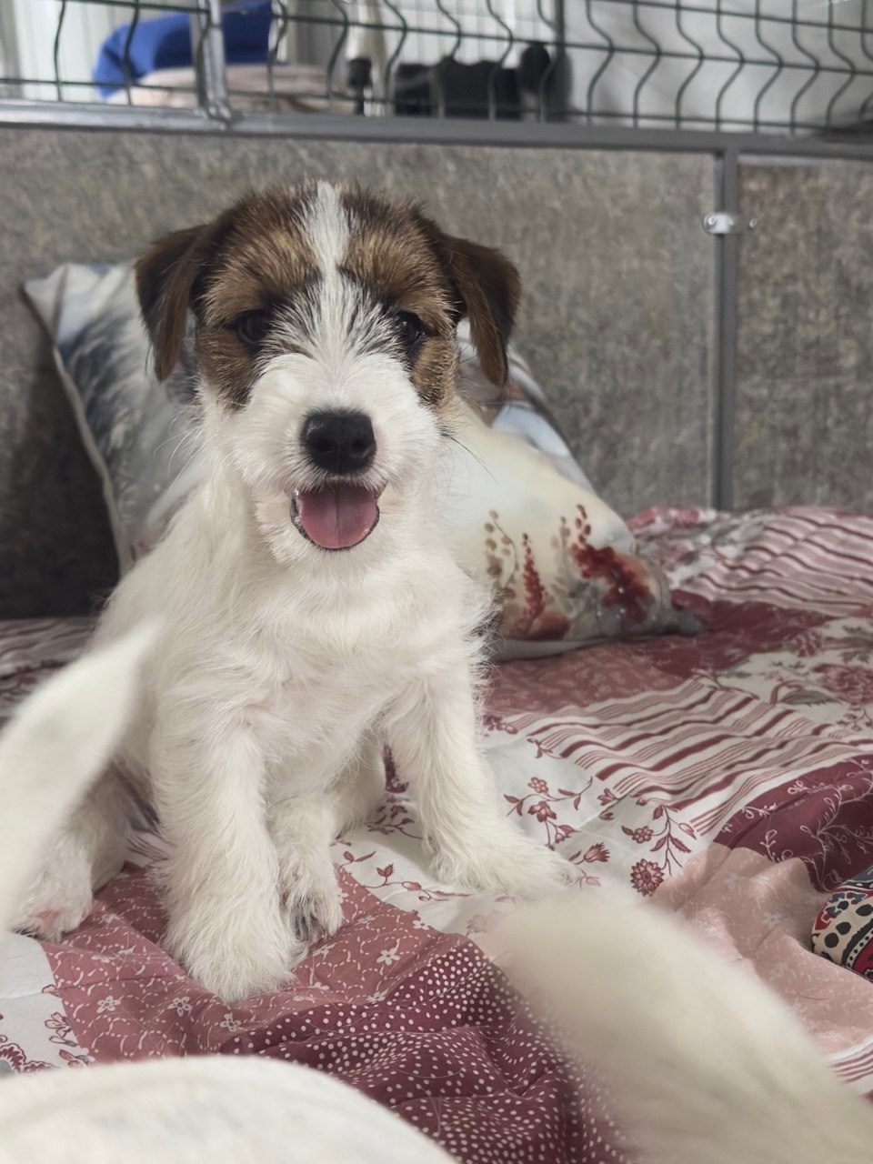 BELIEVE ME. Lovely Orange kennel Jack Russell Terrier FCI/RKF