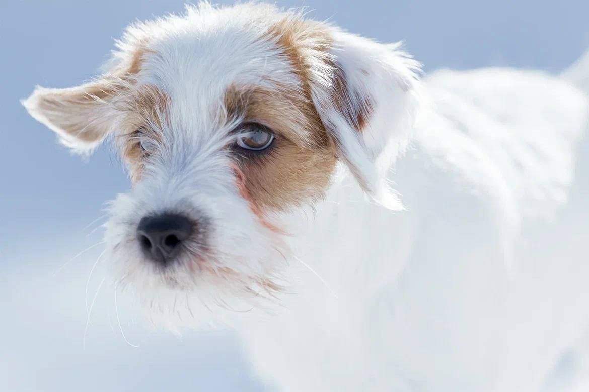 Сука 2. Lovely-Orange питомник джек рассел терьеров