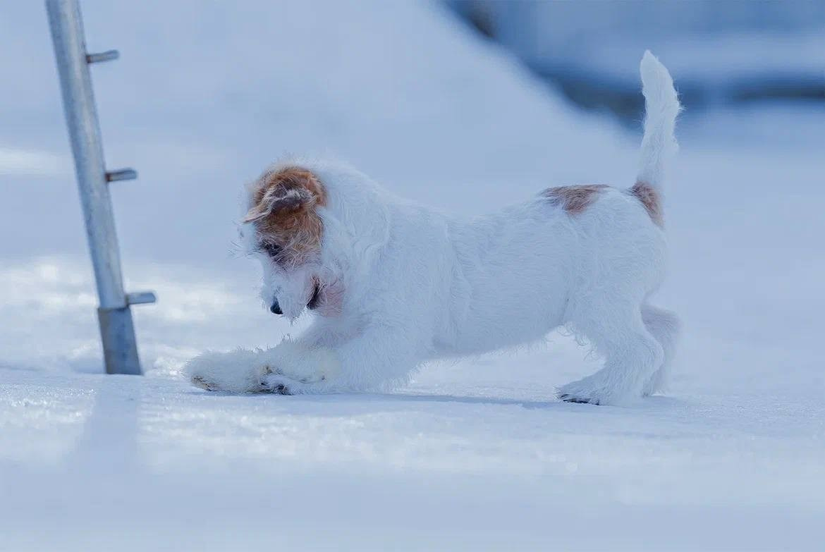 Сука 5. Lovely-Orange питомник джек рассел терьеров