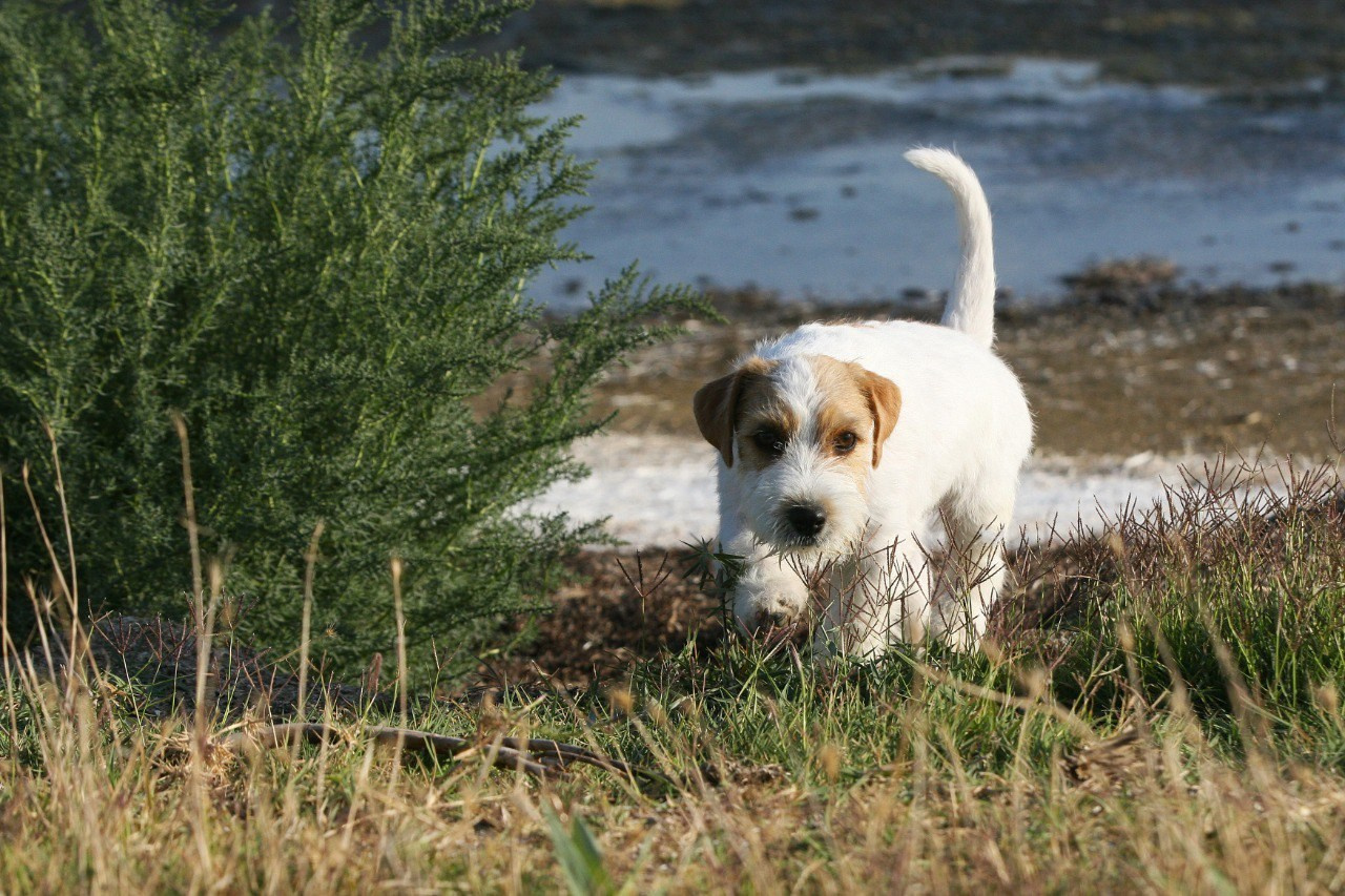 Жизнь питомника. Lovely-Orange питомник джек рассел терьеров