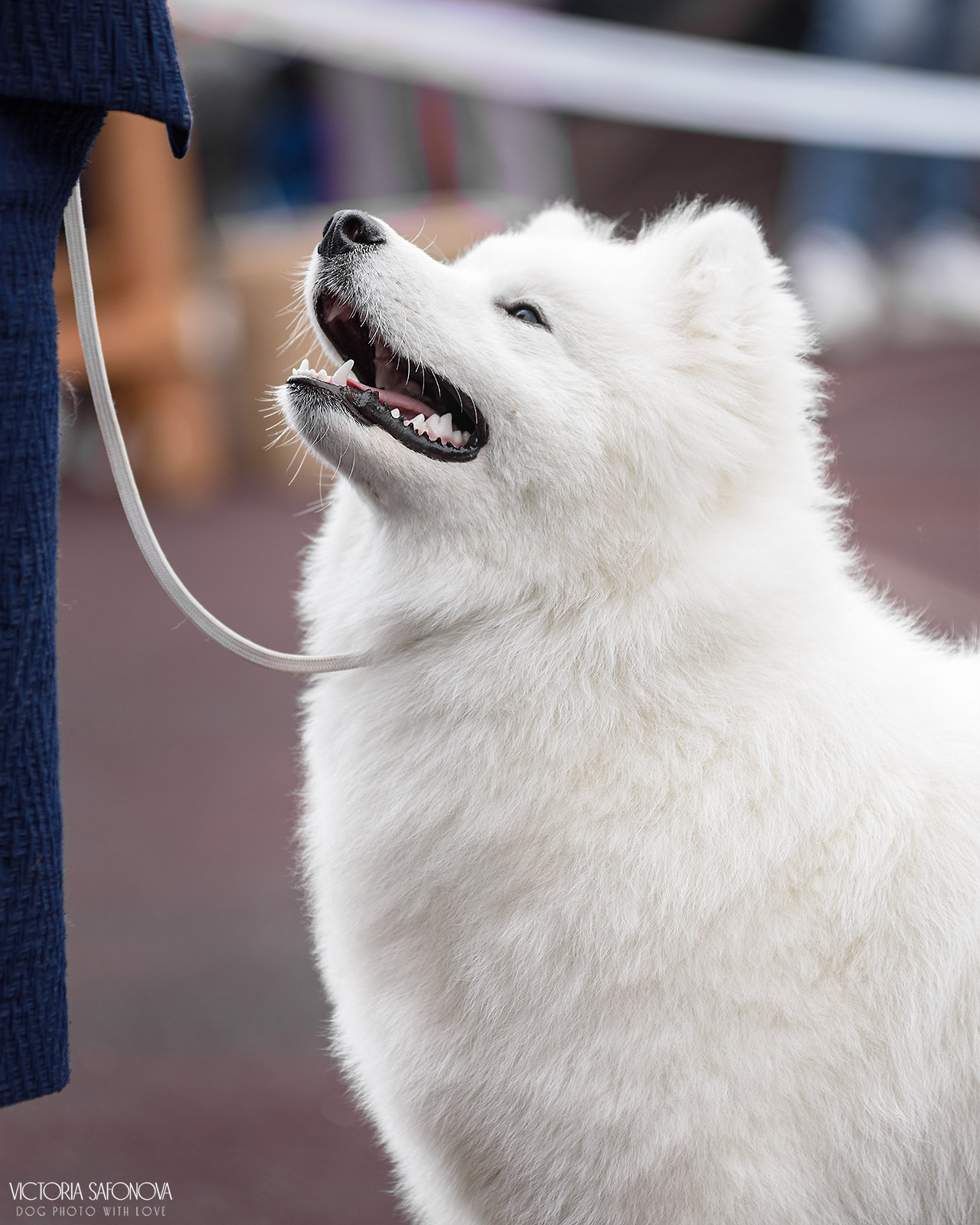 10 августа 2024. Благовещенск. Фотограф анималист Благовещенск. Сафонова Виктория