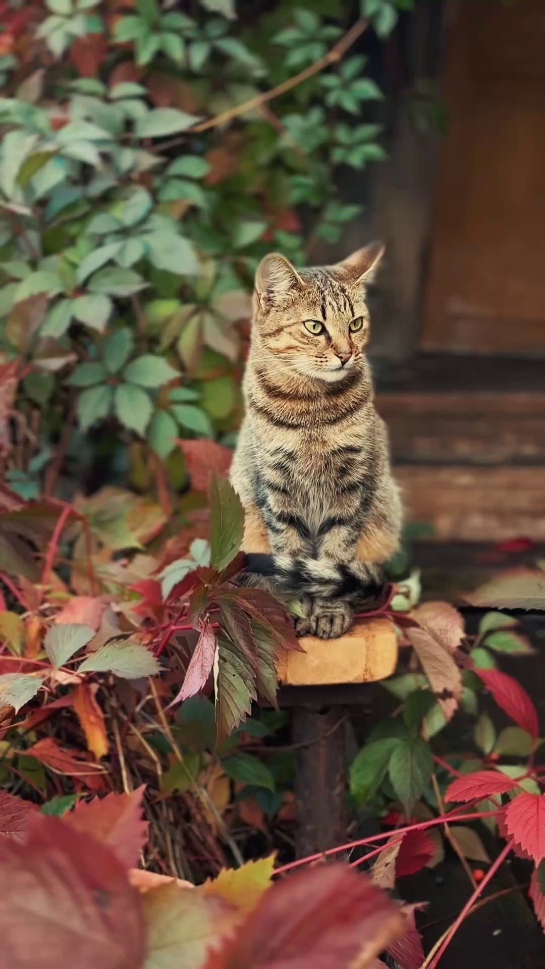 Счастливое детство. Куценкова Александра — детский, семейный фотограф в Москве