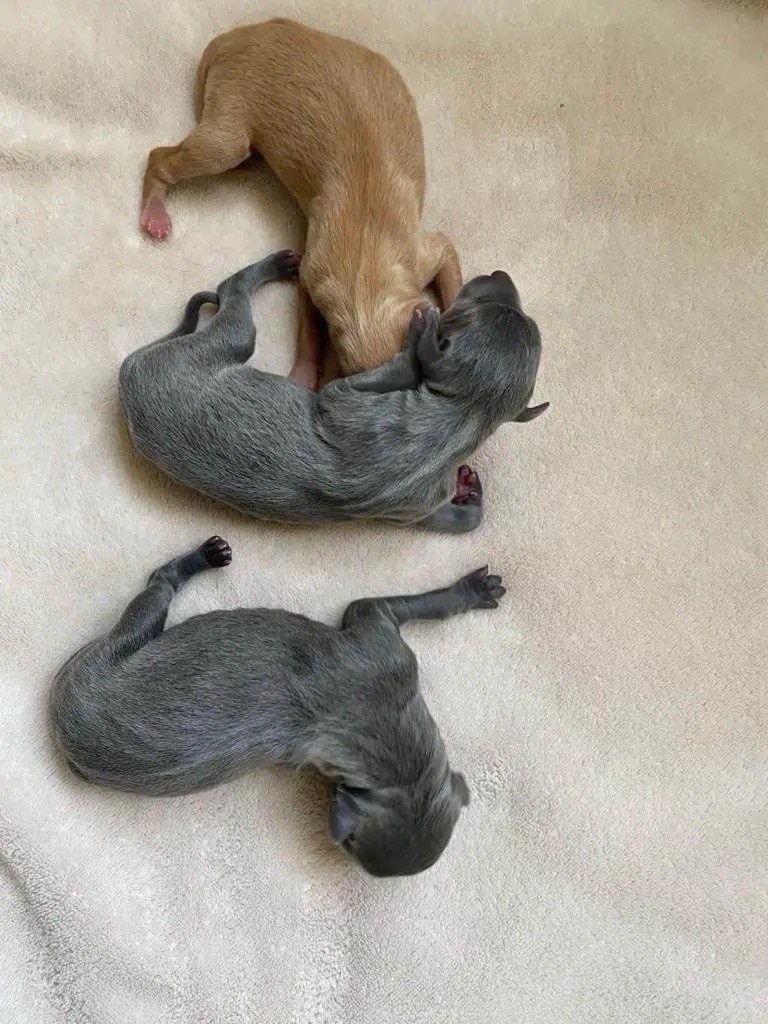 Asti Sapphire Eveline Fler-De-Lys. Профессиональный питомник левреток РКФ/FCI ASTI SAPPHIRE 💎 Сочи|Санкт-Петербург