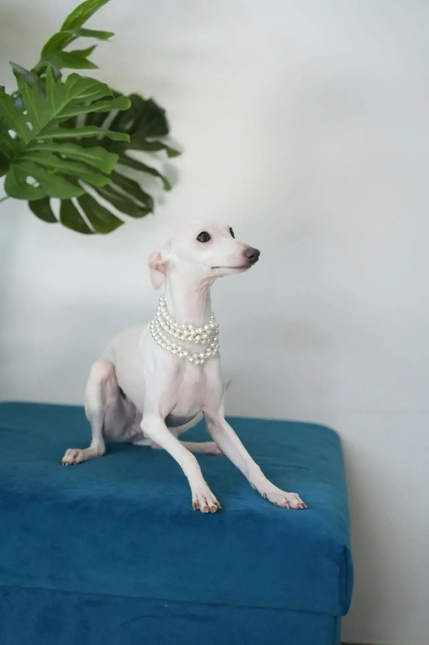 Asti Sapphire Jasmine. Профессиональный питомник левреток РКФ/FCI ASTI SAPPHIRE 💎 Сочи|Санкт-Петербург