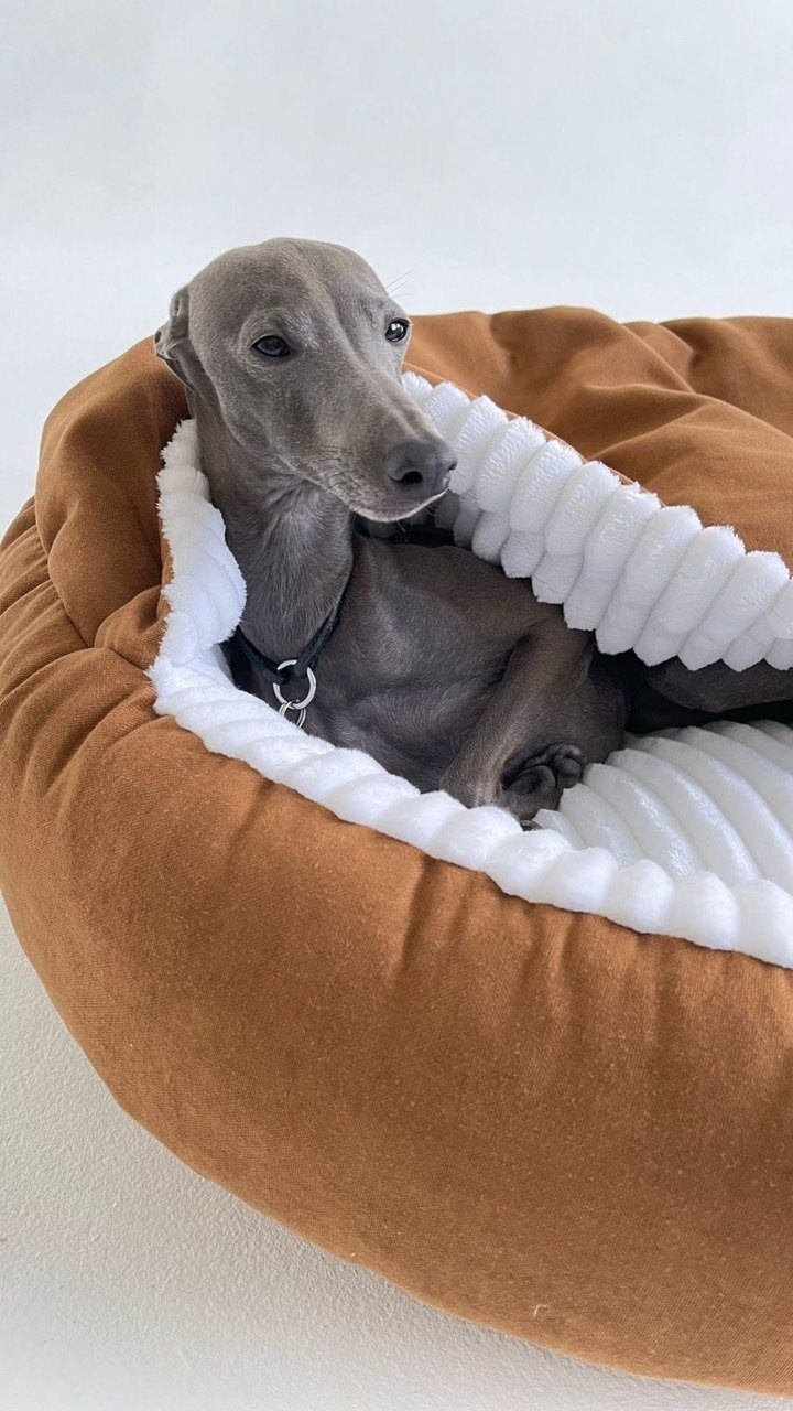 Сон и отдых. Профессиональный питомник левреток РКФ/FCI ASTI SAPPHIRE 💎 Сочи|Санкт-Петербург