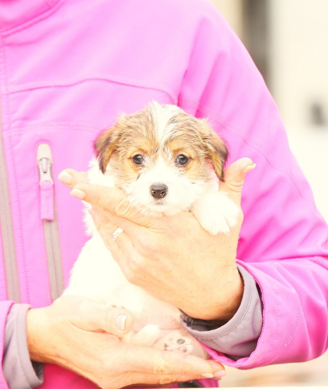 Сука 2. Lovely Orange kennel Jack Russell Terrier FCI/RKF