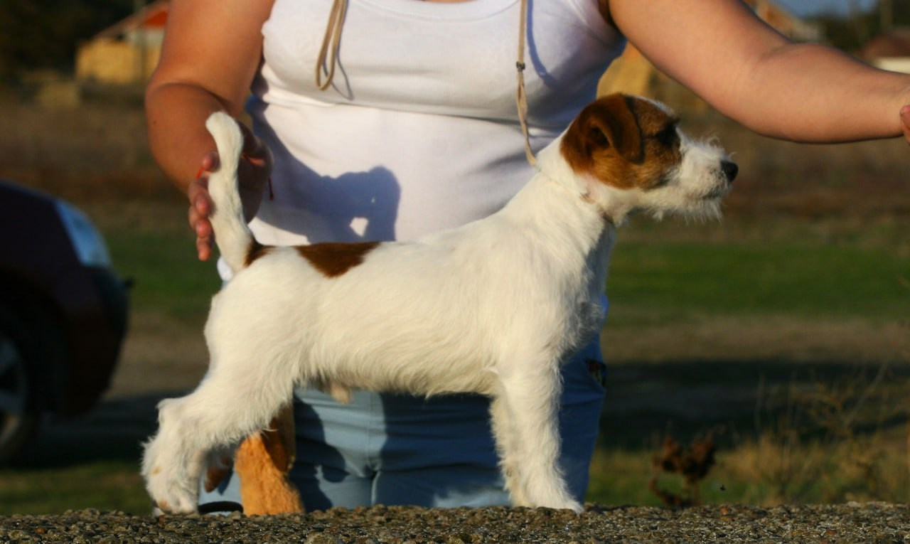 Port Fortis Amore Mio. Lovely-Orange питомник джек рассел терьеров