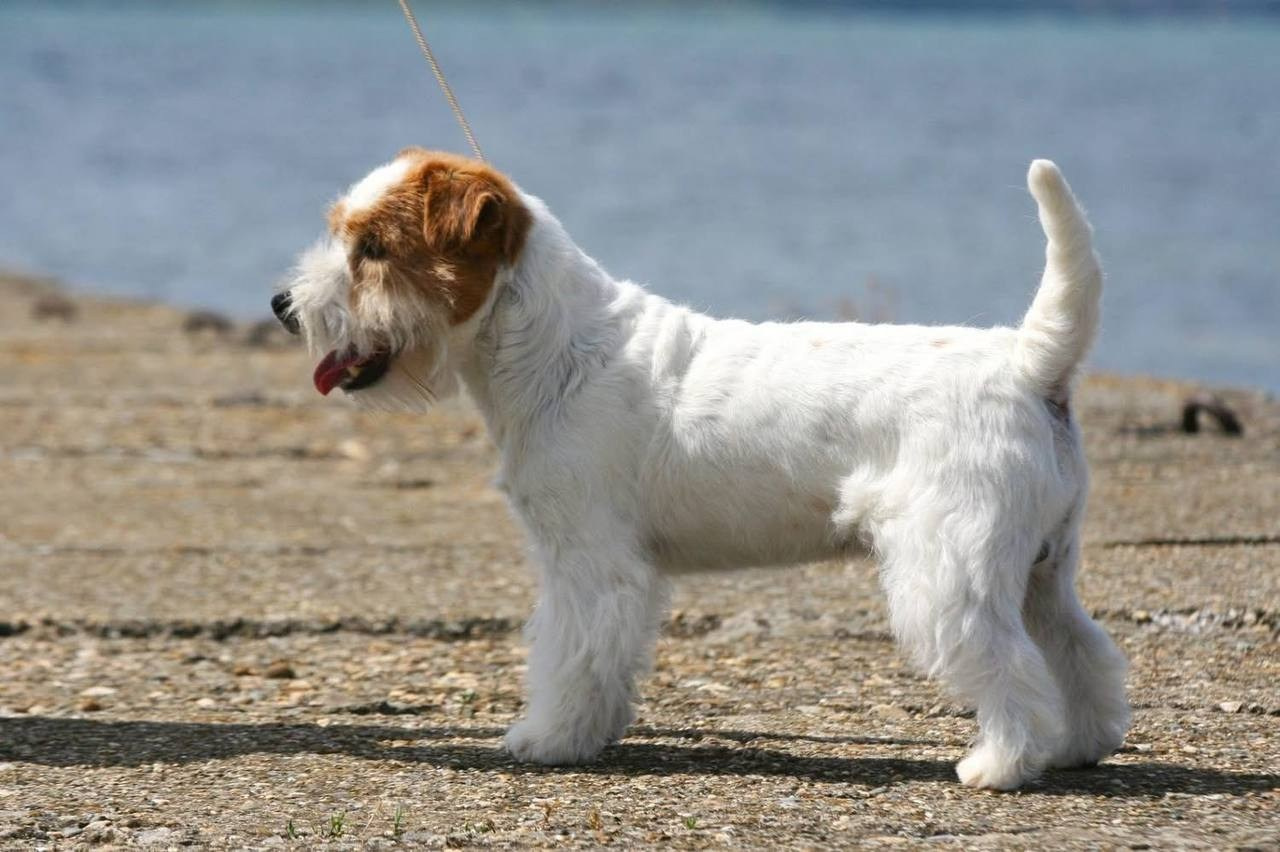 Lovely-Orange Mascarpone. Lovely-Orange питомник джек рассел терьеров