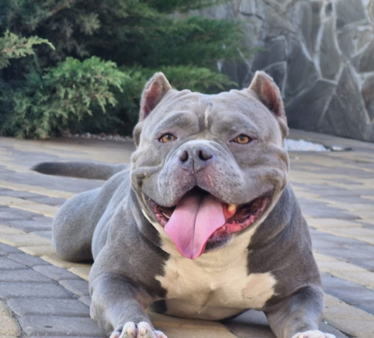 Тайсон - красивый булли в голубом окрасе