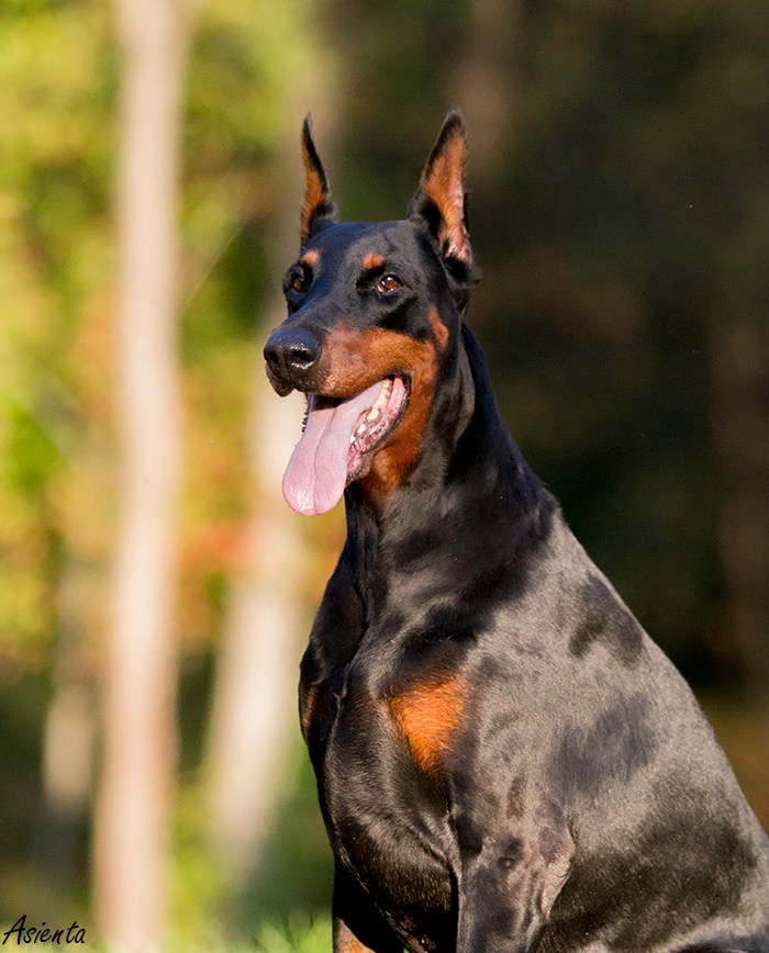 Собаки. Фотограф-анималист в Москве и МО Самойлова Марина