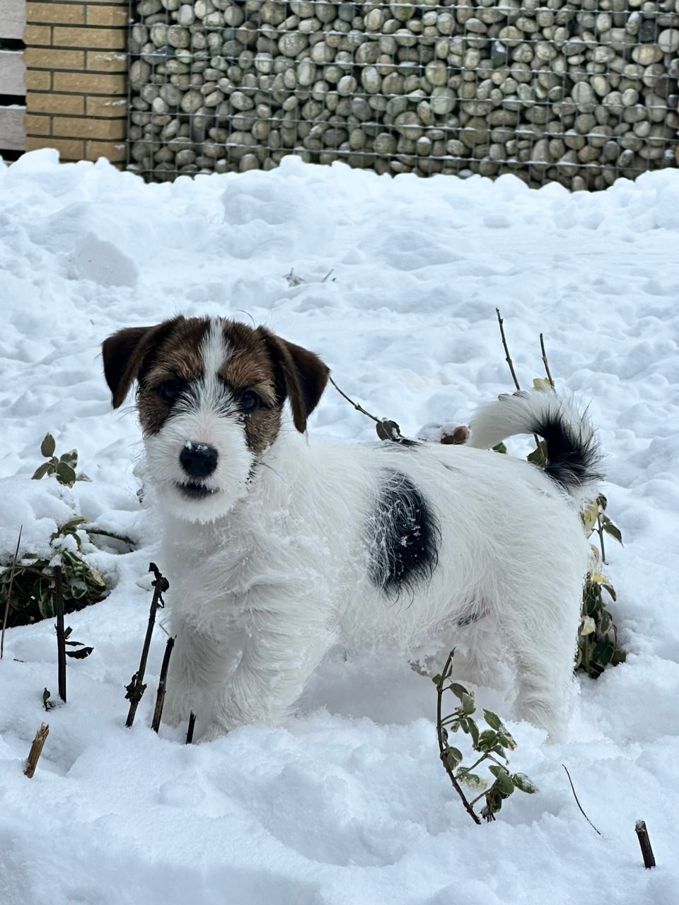 BELIEVE ME. Lovely-Orange питомник джек рассел терьеров