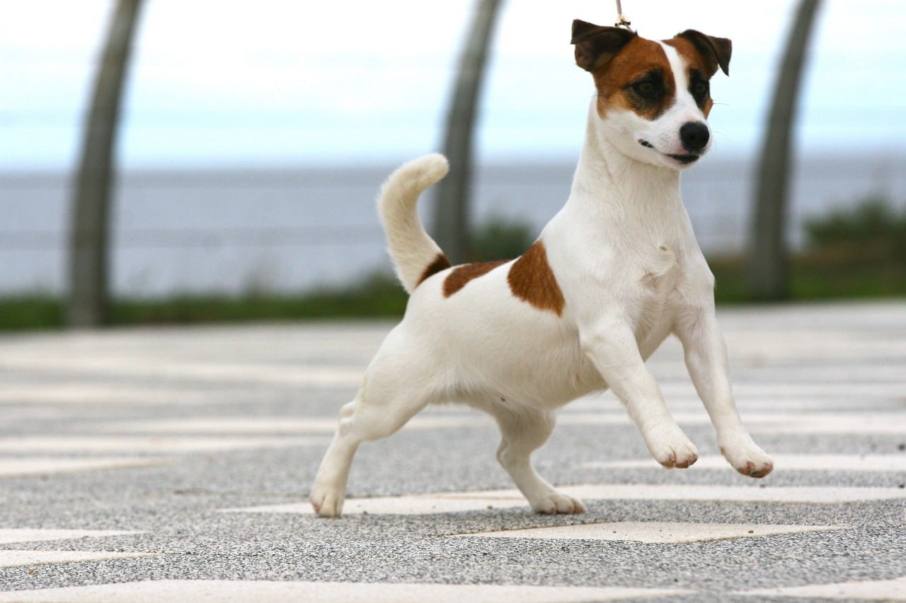 Lovely-Orange Money Money. Lovely-Orange питомник джек рассел терьеров