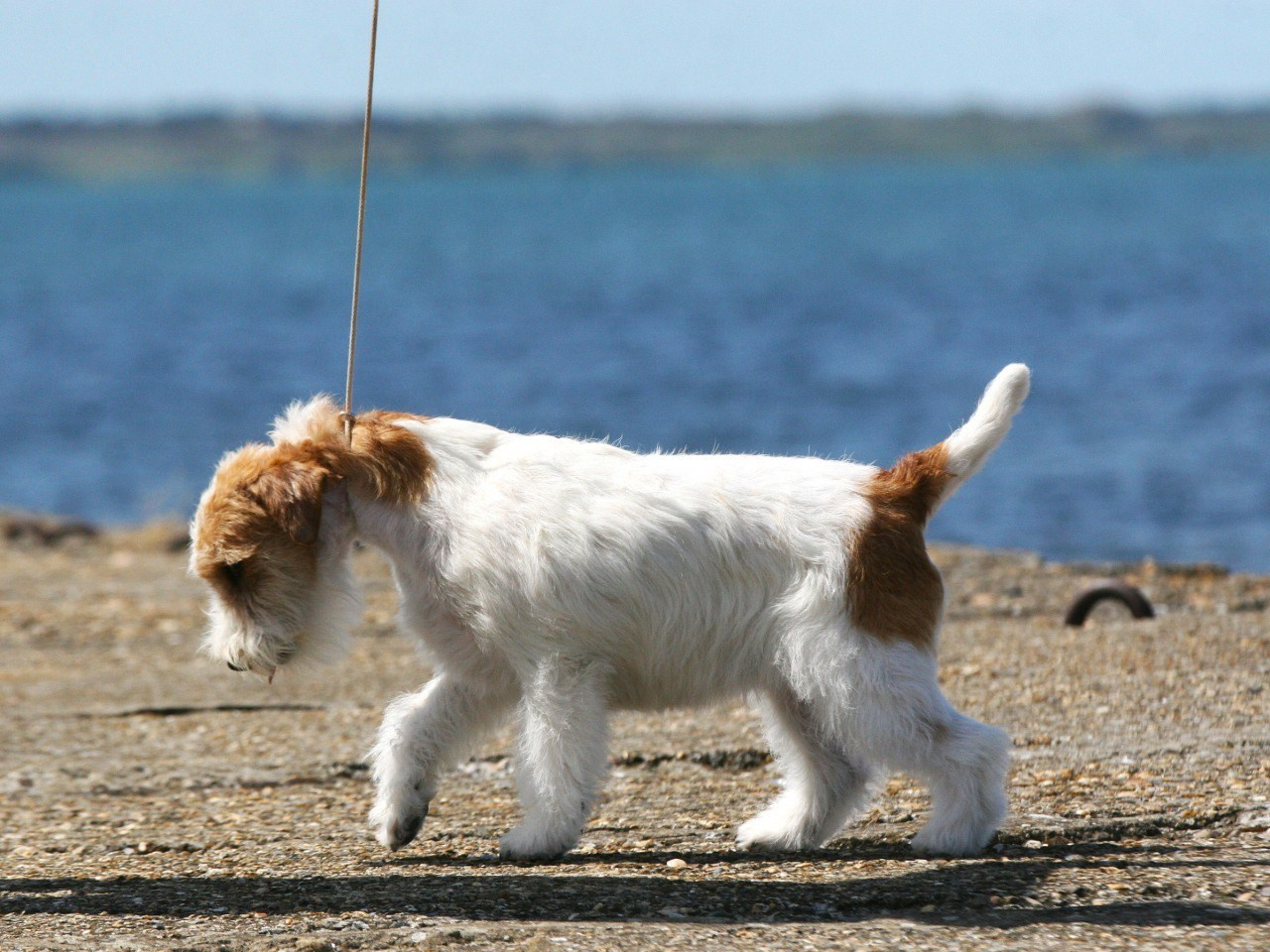 Lovely-Orange Colambina. Lovely-Orange питомник джек рассел терьеров