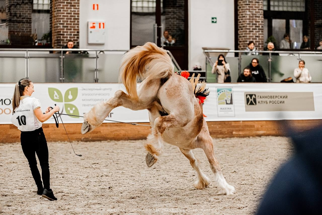 Ринг-выводка тяжелоупряжных пород ТИТАНЫ КОННОГО МИРА в рамках 9-й МЕЖДУНАРОДНОЙ ВЫСТАВКИ КОННАЯ РОССИЯ. Конный фотограф Куракина Дарья • Фотосессии с лошадьми