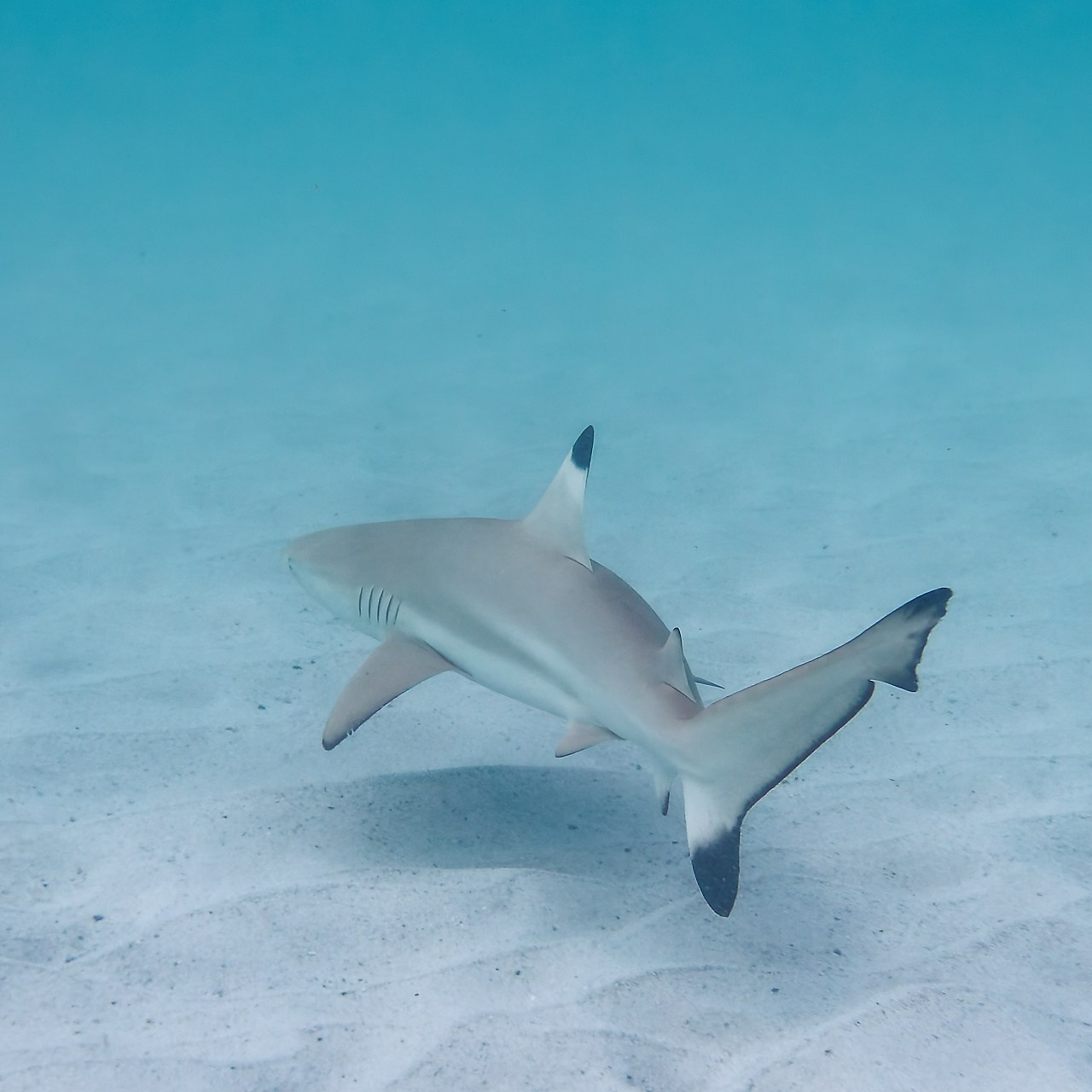 Мне посмотреть. Рыбов показываю