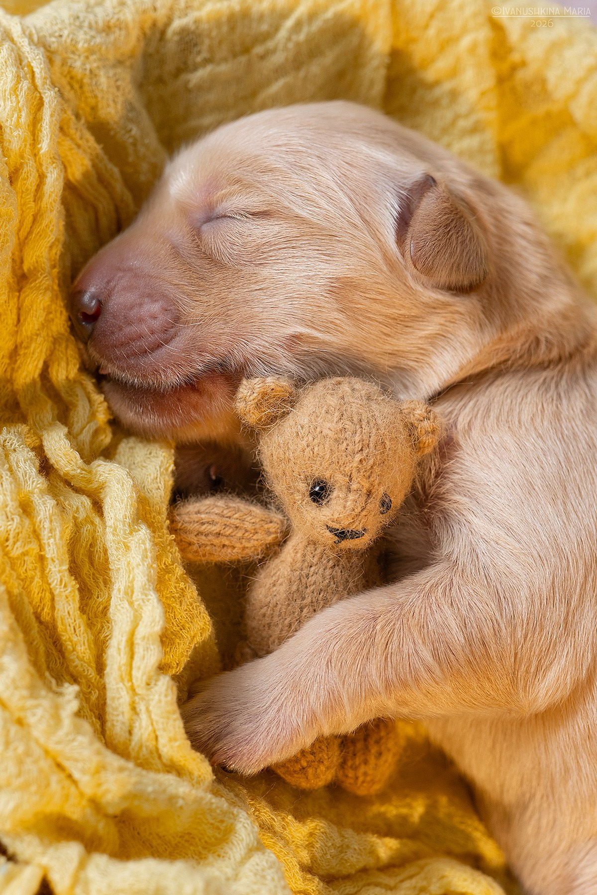 Ньюборн фотосессия щенков. Фотограф собак в Москве и Московской области Иванушкина Мария