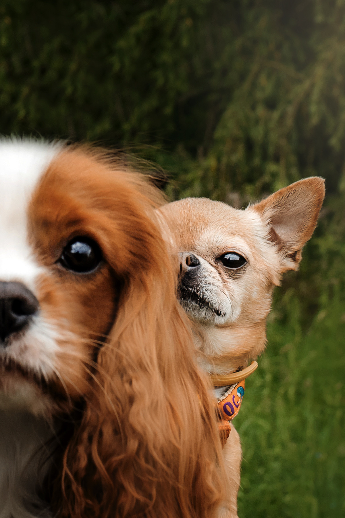 фотосессия с собакой чихуахуа