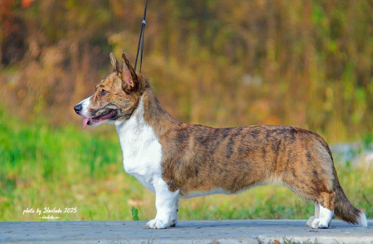 Экстерьерные фото. Slavilada-Лапки. Свет. Любовь… Профессиональная фотосессия питомцев Для памяти, пристройства и продажи. Хабаровск