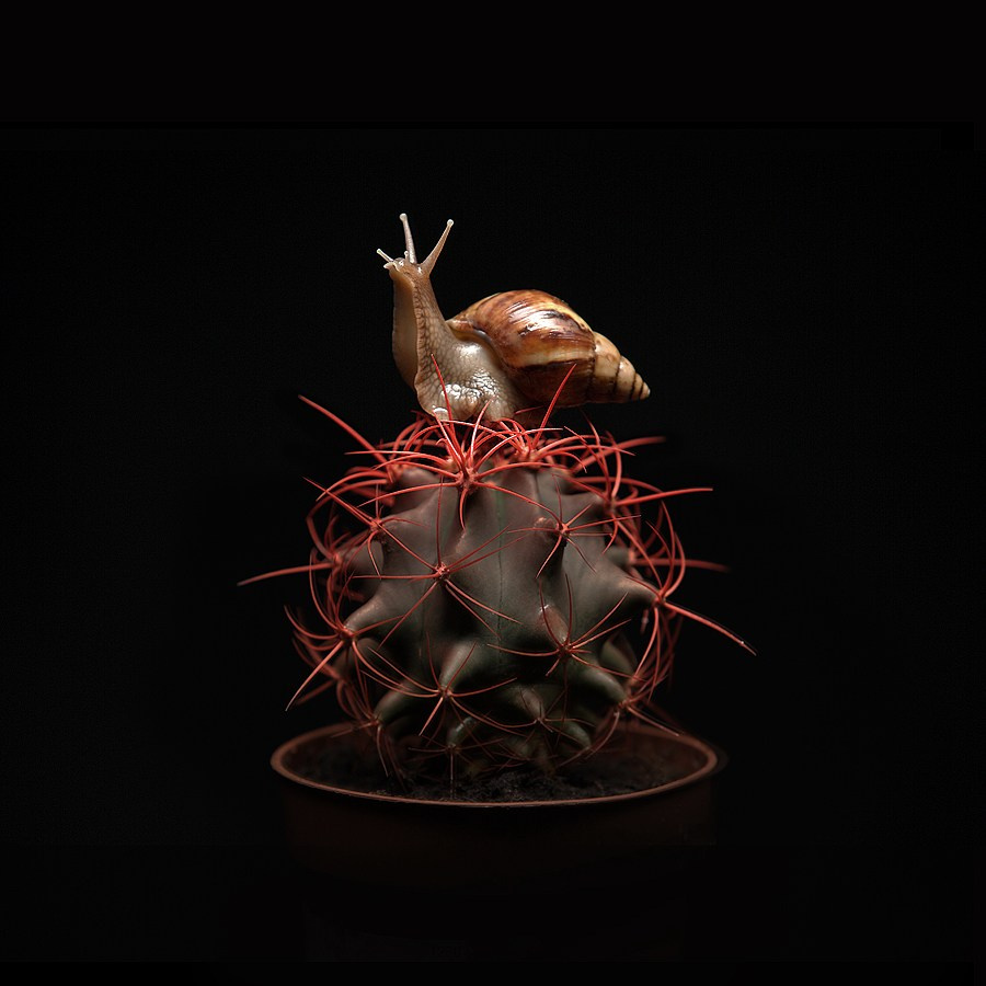 Цветы. Фотограф Мария Кольцова