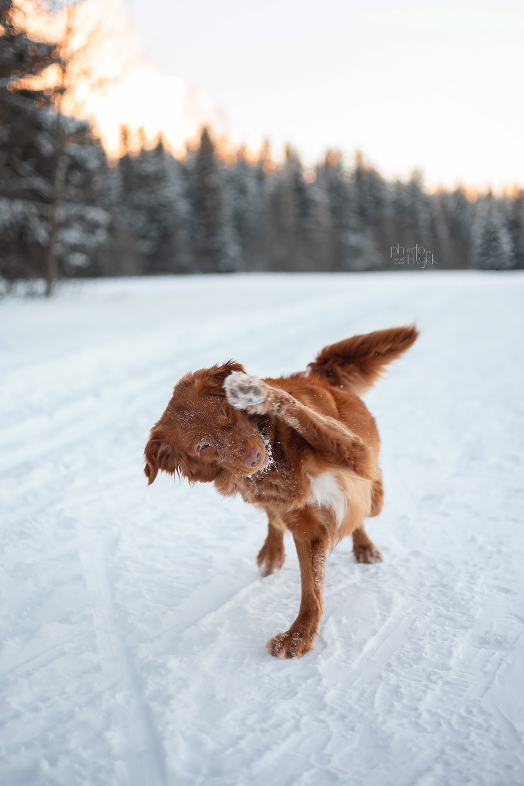 Толлер Эста. Htykk_photo
