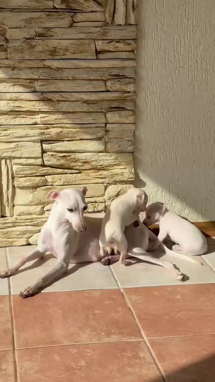 Белоснежные. Профессиональный питомник левреток РКФ/FCI ASTI SAPPHIRE 💎 Сочи|Санкт-Петербург