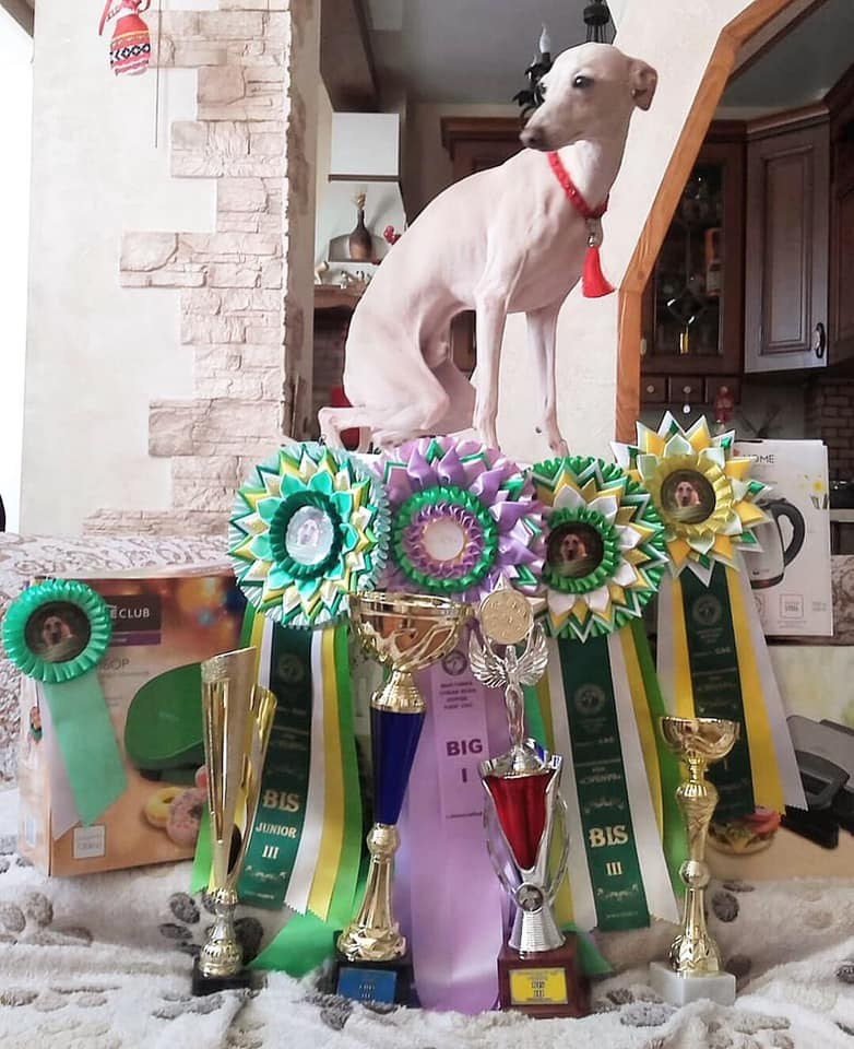 Профессиональный питомник левреток РКФ/FCI ASTI SAPPHIRE 💎 Сочи|Санкт-Петербург