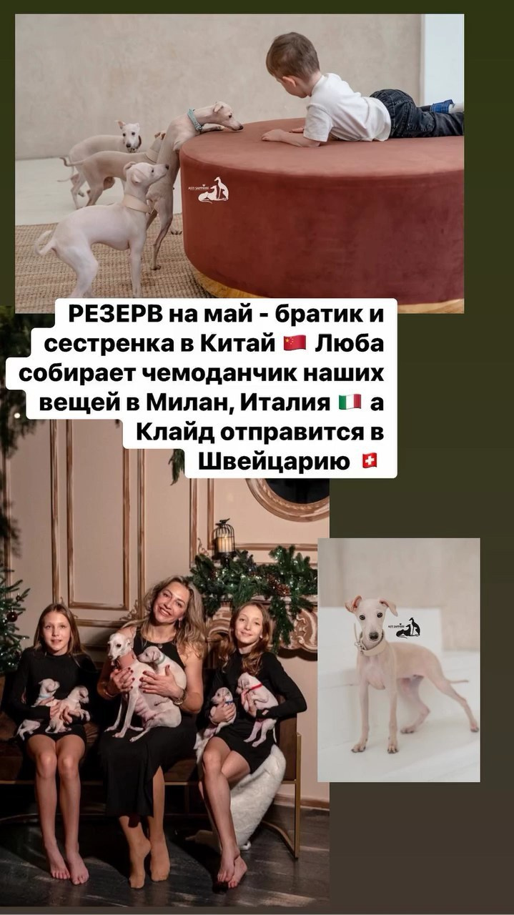 Итоги апреля. Профессиональный питомник левреток РКФ/FCI ASTI SAPPHIRE 💎 Сочи|Санкт-Петербург