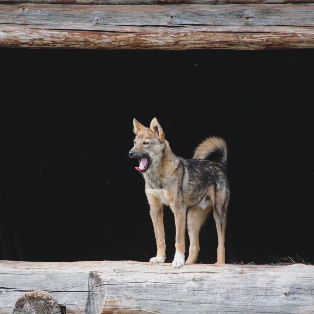 Анималистика. Фотограф Семён Родов